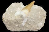 Eocene Otodus Shark Tooth Fossil in Rock - Huge Tooth! #174050-1